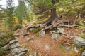 Walking into the forest long a path in a cloudy day. No people a Royalty Free Stock Photo