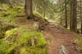 Walking into the forest long a path in a cloudy day. No people a Royalty Free Stock Photo