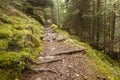 Walking into the forest long a path in a cloudy day. No people a Royalty Free Stock Photo