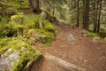 Walking into the forest long a path in a cloudy day. No people a Royalty Free Stock Photo