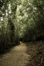 A path in the woods Royalty Free Stock Photo