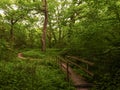 Walking through the forest over a wooden bridge Royalty Free Stock Photo