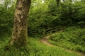 Walking through the forest over a wooden bridge Royalty Free Stock Photo