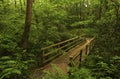 Walking through the forest over a wooden bridge Royalty Free Stock Photo