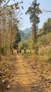 Walking a forest path into the mountains Royalty Free Stock Photo