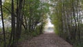 Walking in forest path in park handheld autumn fallen leafs 4k