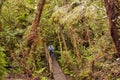 The forest of Rarua Trail at Stewart Island in the South Island of New Zealand. Royalty Free Stock Photo