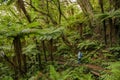 The forest of Rarua Trail at Stewart Island in the South Island of New Zealand. Royalty Free Stock Photo