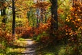Walking in the forests of Altsasu in autumn, Navarre Royalty Free Stock Photo