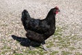 Free range black feathered hen of sustainable farm in chicken garden.