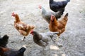 Happy farm hens - free range hens of sustainable farm in chicken garden.