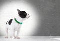 Walking french bulldog puppy looking up Royalty Free Stock Photo