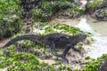 Walking Galapagos Marine Iguanas. Galapagos Royalty Free Stock Photo