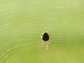 Walking garden spider in dewy web