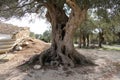 Ancient olive trees garden in Lun, island Pag, Dalmatia, Croatia Royalty Free Stock Photo