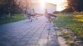 Walking geese Royalty Free Stock Photo