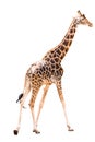 Walking giraffe isolated on white background Royalty Free Stock Photo