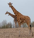 walking giraffes on sandy ground with a giraffe sticking its tongue out to the camera in a zoo called safari park Beekse Bergen Royalty Free Stock Photo