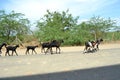 Walking goats for searching food