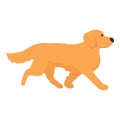 Walking golden retriever icon cartoon vector. Pet canine