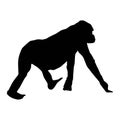 walking gorilla female, vector silhouette