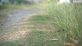 Walking through grass in garden