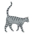 Walking Gray Striped Cat