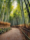 Walking In The Green Bamboo Forest, Japan Royalty Free Stock Photo