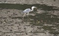 Walking Grey Heron with Rain Forest