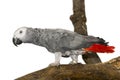 Walking grey parrot with white background