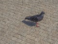 Walking grey pigeon on the beige Prague street pavement