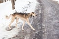 Walking grey saluki