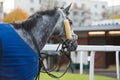 Walking grey thoroughbred horse before race. Paris, France Royalty Free Stock Photo