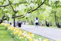 Walking happy people, families with children in park, tulips and flowers of sakura, cherry, apple blossoms, sunny day