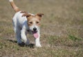 Walking happy puppy pet dog panting Royalty Free Stock Photo