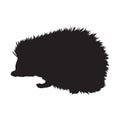 Walking Hedgehog Atelerix AlbiventrisSide View, Silhouette, Found In Map Asian,Europe And Africa