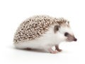 Walking hedgehog in white back