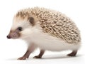 Walking hedgehog in white back