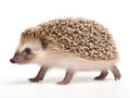 Walking hedgehog in white back