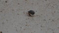 Walking hermit crab on beautiful sandy beach