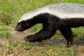 A walking Honey Badger
