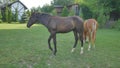 Walking Horse. The horse moves slowly against the background of the grazing herd Royalty Free Stock Photo