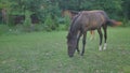 Walking Horse. The horse moves slowly against the background of the grazing herd Royalty Free Stock Photo