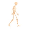 Walking human skeleton. Anatomical structure of the body for study and scientific experiments