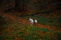 Walking with husky dog mammal animal portrait photography in autumn wet rainy park outdoor environment space with a lot of falling Royalty Free Stock Photo