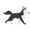 Walking husky icon cartoon vector. Siberian dog