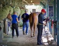 Busy Backstretch at Saratoga Racecourse