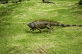Walking Iguana Royalty Free Stock Photo