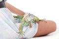 Walking iguana Royalty Free Stock Photo