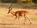 Walking Impala